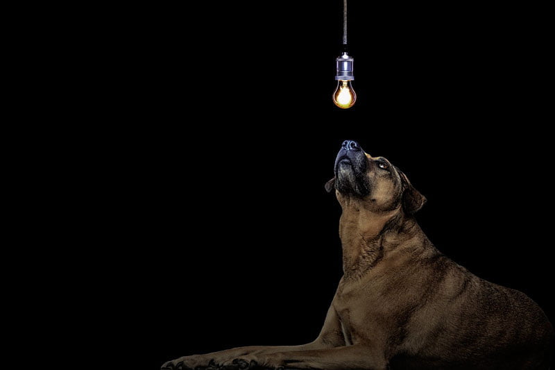 10 idées reçues sur les chiens