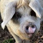 La maladie d'Aujeszky chez le chien