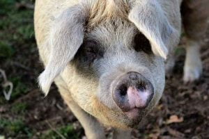 La maladie d'Aujeszky chez le chien