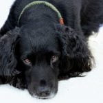 Le mélanome du chien