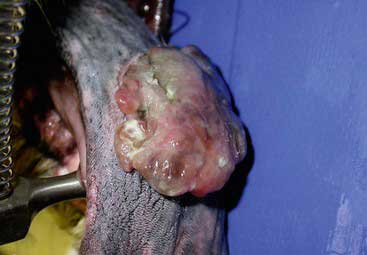 Un mélanome sur la langue d'un chien