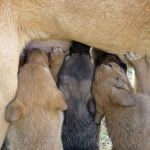 La montée de lait chez la chienne