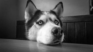 Nourrir un Husky