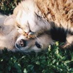 races de chiens qui s'entendent bien avec les chats