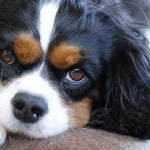 races de chiens calmes