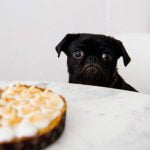 Apprendre le renoncement au chien