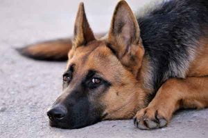 Atténuer l'instinct de garde de son chien