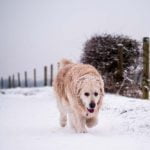 Préparer son chien à l'hiver