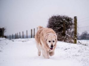 Préparer son chien à l'hiver