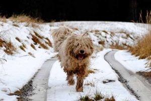 Chien qui ne perd pas beaucoup de poils