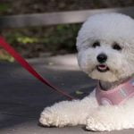 Mon chien ne veut plus avancer en promenade