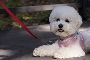 Mon chien ne veut plus avancer en promenade