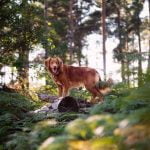 Collier GPS pour chien