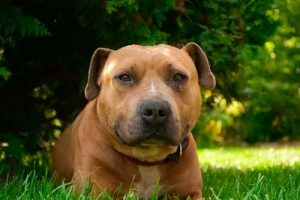 L'éducation de l'Amstaff