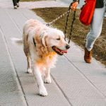 La fréquence et la durée de sortie du chien