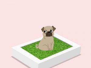 La litière pour chien