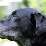 Les maladies de la prostate du chien