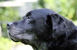Les maladies de la prostate du chien