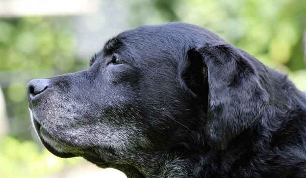 prostate chien traitement naturel semne de prostatită latentă