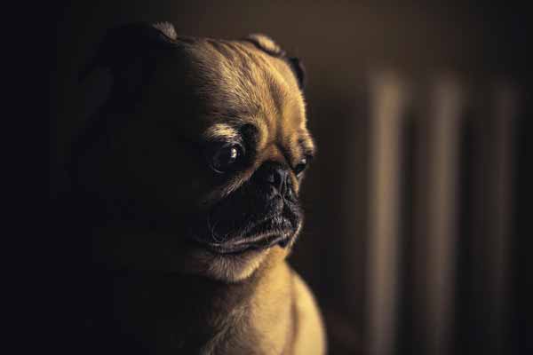 Témoin de maltraitance sur un chien : comment réagir et qui 
