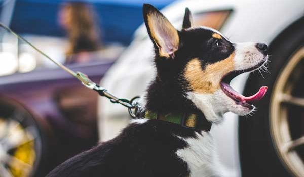 Mon chien a peur en ville