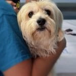 Ostéopathe pour chien