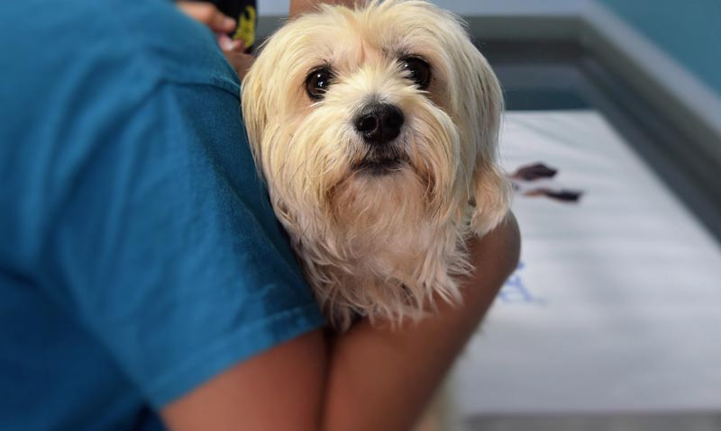 Ostéopathe pour chien