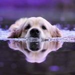 Les chiens qui aiment l'eau