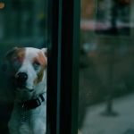 Combien de temps laisser seul un chien