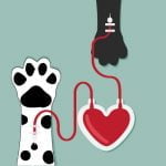 La transfusion de sang chez le chien