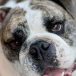 Les tumeurs cérébrales chez le chien