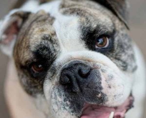 Les tumeurs cérébrales chez le chien