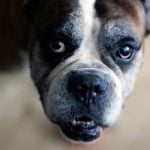 Les tumeurs testiculaires du chien