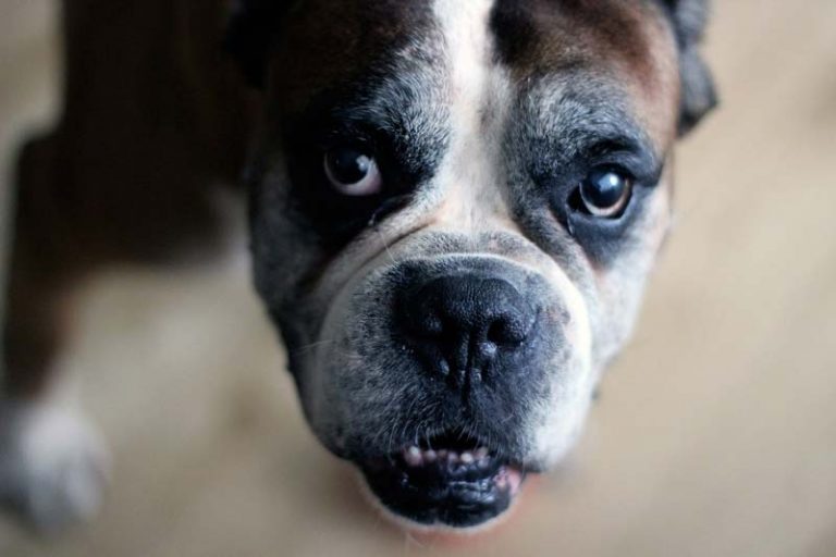 Hernie ombilicale du chien symptômes, causes et traitement