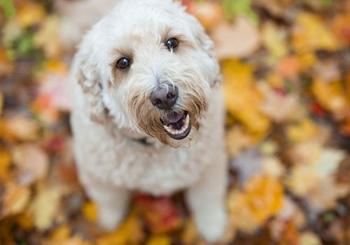 Goldendoodle ducation caract re sant prix budget