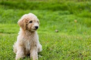 Goldendoodle