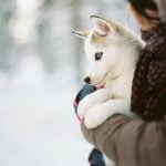 Vente de chiots interdite en animalerie en Grande Bretagne