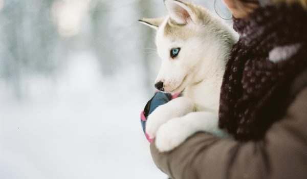 Vente de chiots interdite en animalerie en Grande Bretagne