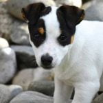 L'ataxie cérébelleuse héréditaire du Jack Russel