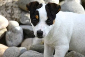 L'ataxie cérébelleuse héréditaire du Jack Russel
