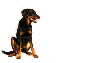 Race beauceron