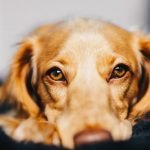 Le cancer du foie chez le chien