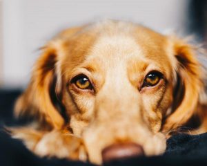 Le cancer du foie chez le chien