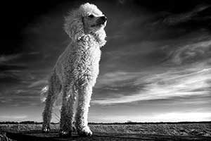 caniche royal