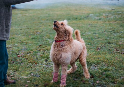 caniche royal éducation