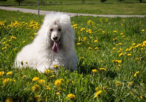 grand caniche royal blanc