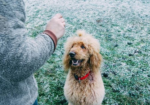 caniche royal éducation