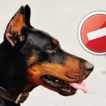 La coupe des oreilles du chien