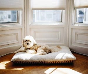 Un coussin pour chien