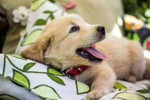Les dents de lait du chiot